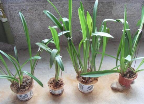 剑兰适合室内养吗,适合/需足够光照