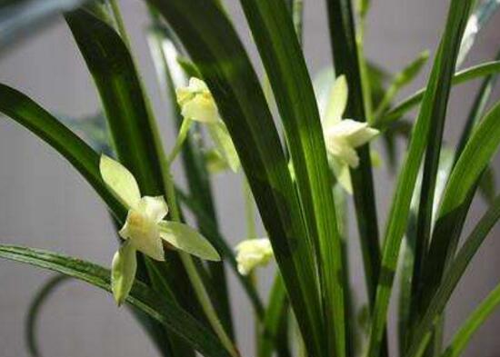 剑兰适合室内养吗,适合/需足够光照