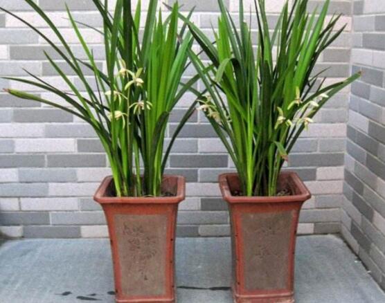 剑兰适合室内养吗,适合/需足够光照