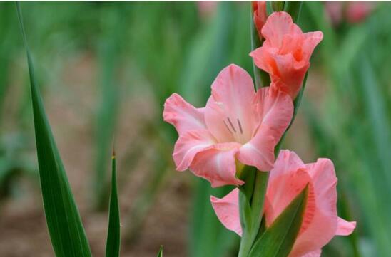 剑兰适合室内养吗,适合/需足够光照