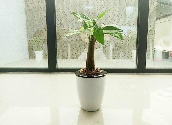 发财树在家中怎么摆放,据房屋朝向/东南方/风水位/向阳位可招财