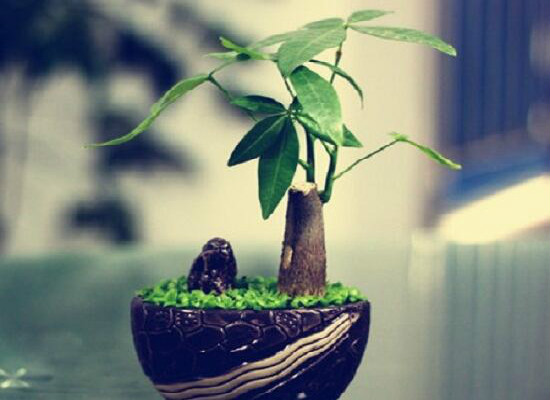 发财树在家中怎么摆放,据房屋朝向/东南方/风水位/向阳位可招财