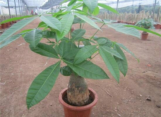 发财树在家中怎么摆放,据房屋朝向/东南方/风水位/向阳位可招财