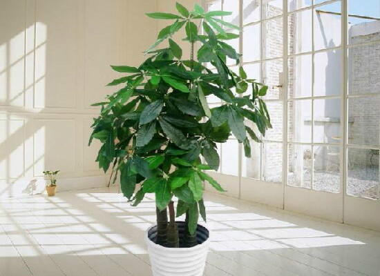 发财树在家中怎么摆放,据房屋朝向/东南方/风水位/向阳位可招财
