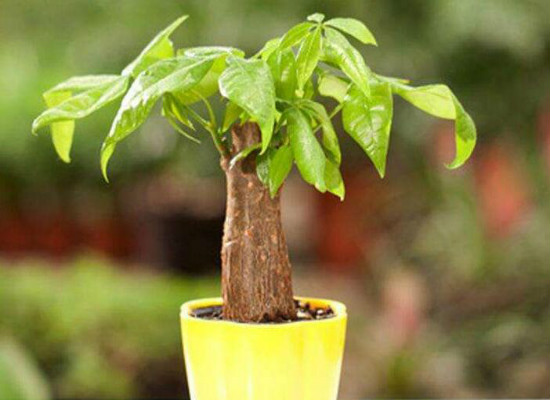 发财树在家中怎么摆放,据房屋朝向/东南方/风水位/向阳位可招财