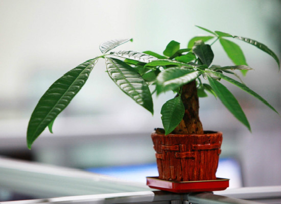 发财树在家中怎么摆放,据房屋朝向/东南方/风水位/向阳位可招财