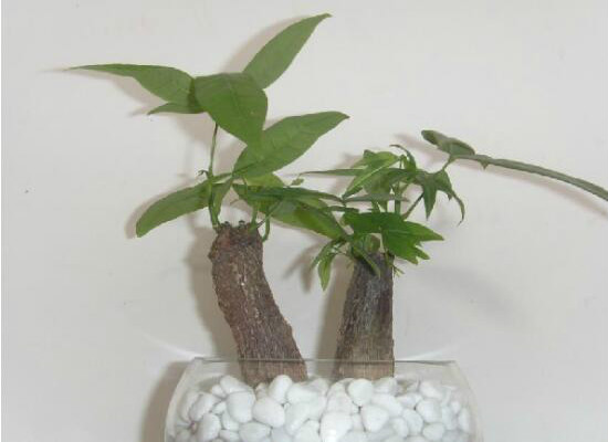 发财树在家中怎么摆放,据房屋朝向/东南方/风水位/向阳位可招财