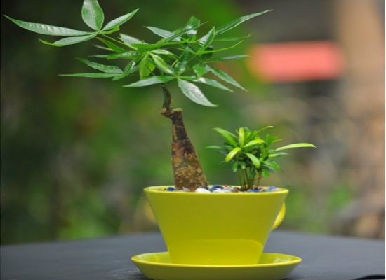 发财树在家中怎么摆放,据房屋朝向/东南方/风水位/向阳位可招财