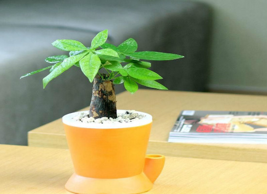 发财树在家中怎么摆放,据房屋朝向/东南方/风水位/向阳位可招财