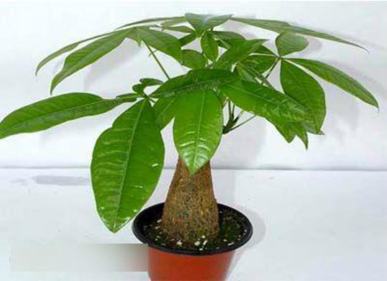 发财树在家中怎么摆放,据房屋朝向/东南方/风水位/向阳位可招财
