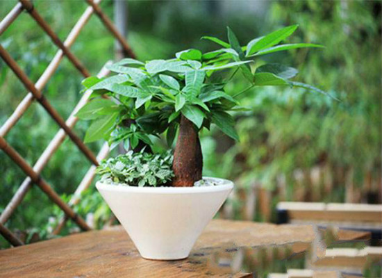 发财树在家中怎么摆放,据房屋朝向/东南方/风水位/向阳位可招财