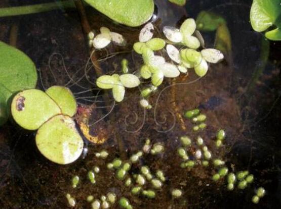 浮萍是什么:一种浮萍科水生浮生植物,可做饲料