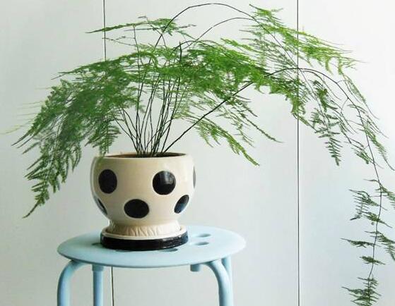 文竹可以放客厅吗,文竹放家里吉利吗(寓意美好)