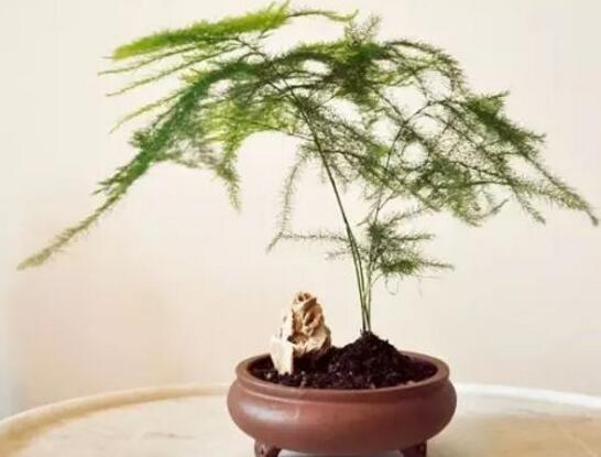 文竹可以放客厅吗,文竹放家里吉利吗(寓意美好)