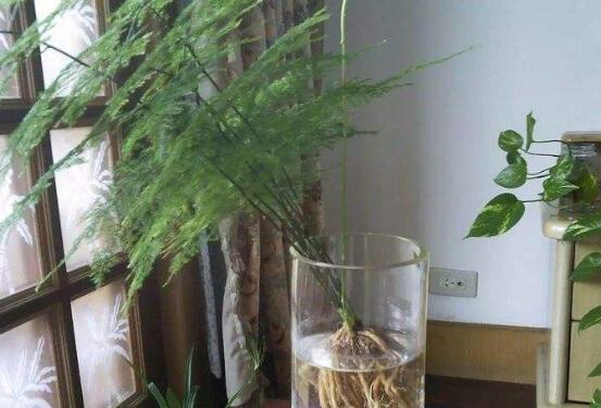 文竹可以放客厅吗,文竹放家里吉利吗(寓意美好)