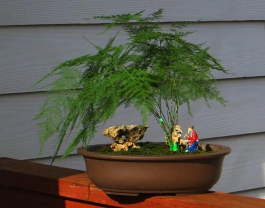 文竹可以放客厅吗,文竹放家里吉利吗(寓意美好)