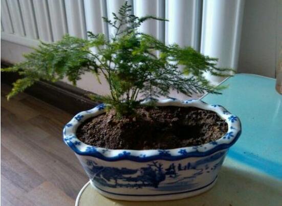 文竹可以放客厅吗,文竹放家里吉利吗(寓意美好)