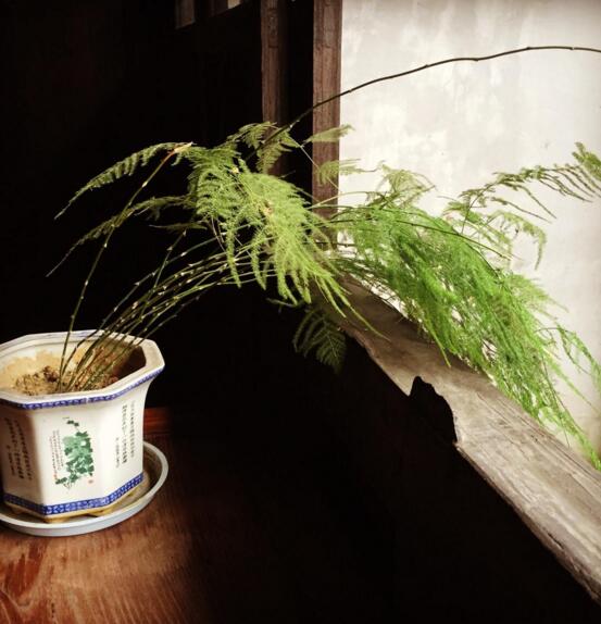 文竹可以放客厅吗,文竹放家里吉利吗(寓意美好)