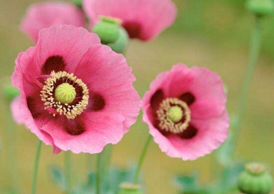 盘点十种招鬼的花,家里有这些花赶紧扔掉(易招鬼怪)