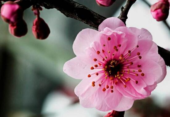 盘点十种招鬼的花,家里有这些花赶紧扔掉(易招鬼怪)