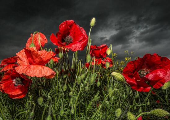 盘点十种招鬼的花,家里有这些花赶紧扔掉(易招鬼怪)