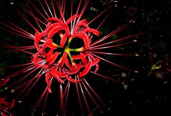 盘点十种招鬼的花,家里有这些花赶紧扔掉(易招鬼怪)