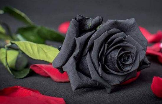 盘点十种招鬼的花,家里有这些花赶紧扔掉(易招鬼怪)