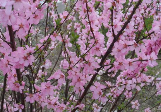 樱花和樱桃花一样吗,不一样(各自的作用如何呢)