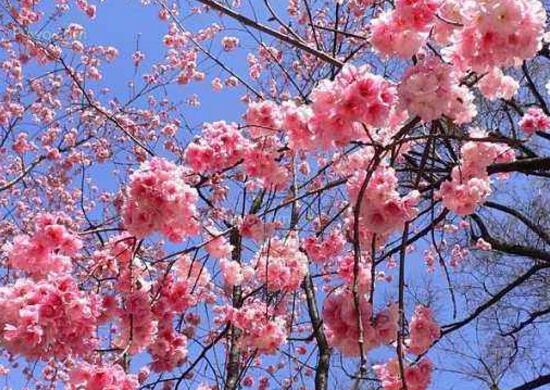 樱花和樱桃花一样吗,不一样(各自的作用如何呢)