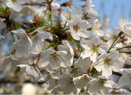 樱花和樱桃花一样吗,不一样(各自的作用如何呢)
