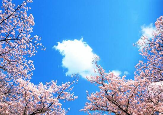 樱花和樱桃花一样吗,不一样(各自的作用如何呢)