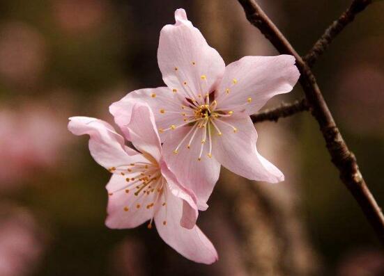 樱花和樱桃花一样吗,不一样(各自的作用如何呢)