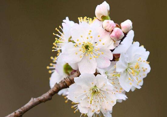 樱花和樱桃花一样吗,不一样(各自的作用如何呢)