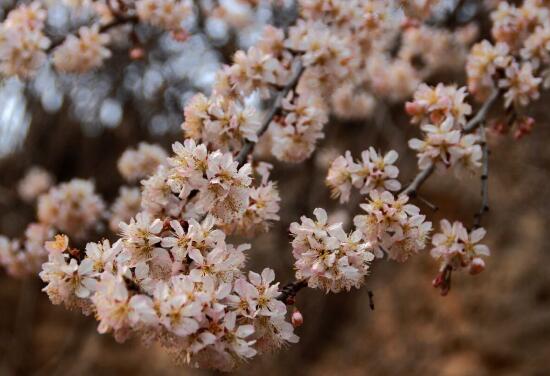 樱花和樱桃花一样吗,不一样(各自的作用如何呢)