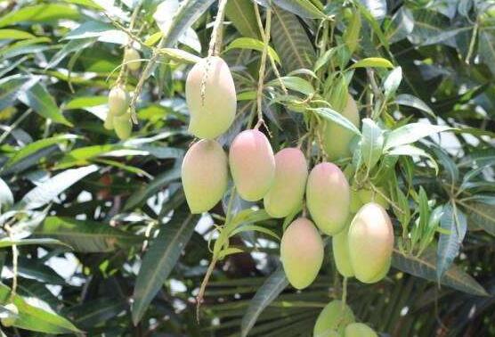 芒果吃多了会怎么样,芒果一天吃几个为宜(1~2个)