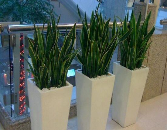 虎皮兰用什么土种植最好,虎皮兰的养殖方法(砂质土壤)