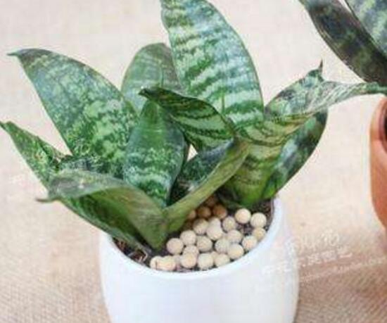 虎皮兰用什么土种植最好,虎皮兰的养殖方法(砂质土壤)