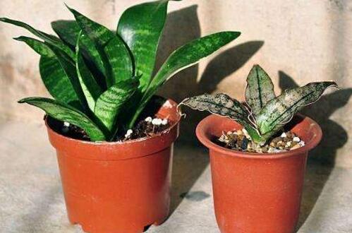 虎皮兰用什么土种植最好,虎皮兰的养殖方法(砂质土壤)