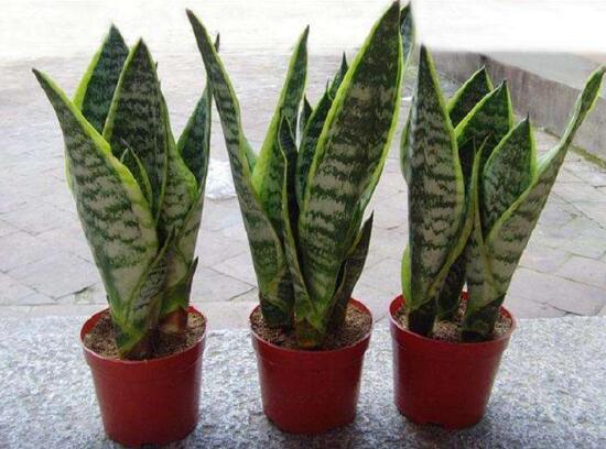 虎皮兰用什么土种植最好,虎皮兰的养殖方法(砂质土壤)