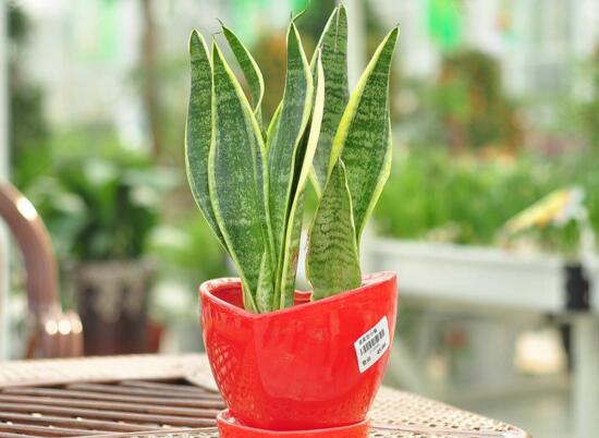 虎皮兰用什么土种植最好,虎皮兰的养殖方法(砂质土壤)