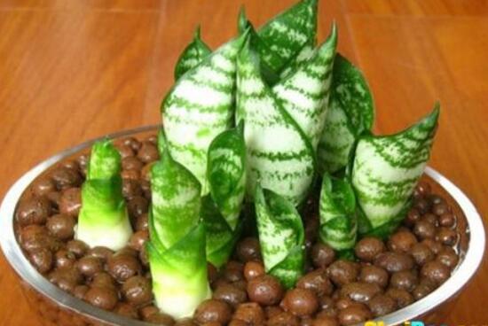 虎皮兰用什么土种植最好,虎皮兰的养殖方法(砂质土壤)