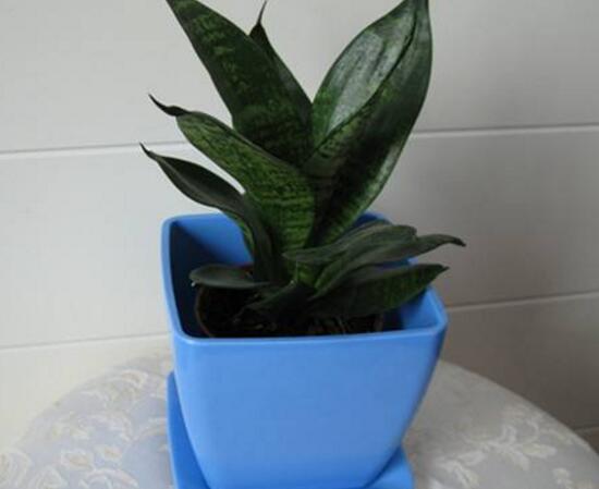 虎皮兰用什么土种植最好,虎皮兰的养殖方法(砂质土壤)