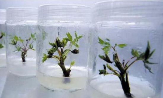 芍药花插枝能活吗,芍药的扦插方法(4个步骤)