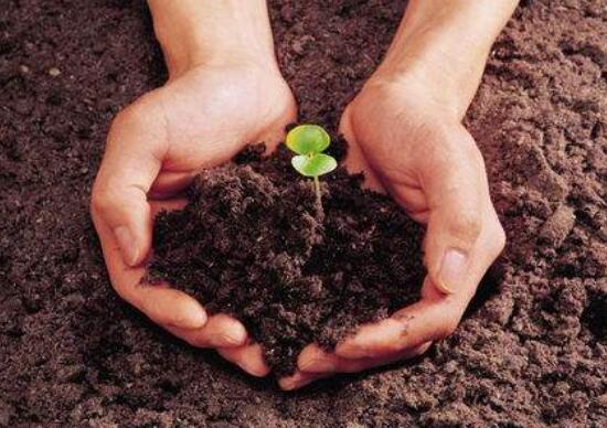 芍药花插枝能活吗,芍药的扦插方法(4个步骤)