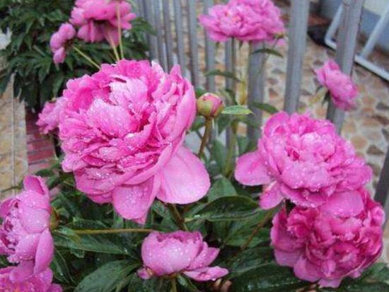 芍药花插枝能活吗,芍药的扦插方法(4个步骤)