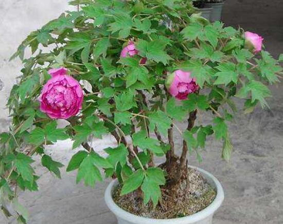 芍药花插枝能活吗,芍药的扦插方法(4个步骤)