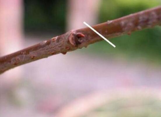 三角梅的修剪方法图,修剪三角梅的四种方法