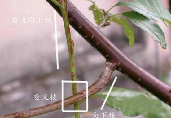 三角梅的修剪方法图,修剪三角梅的四种方法