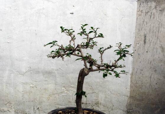 三角梅的修剪方法图,修剪三角梅的四种方法