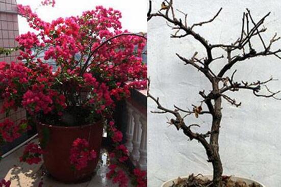 三角梅的修剪方法图,修剪三角梅的四种方法
